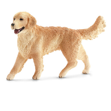 Golden retriver