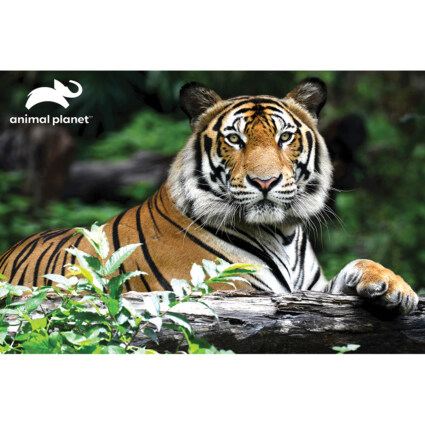 Prime 3D-pussel - Tiger 150 bitar